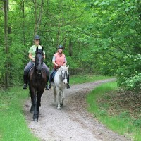 paard14.jpg