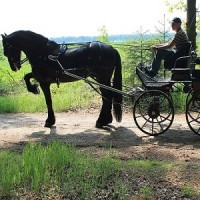 paard7.jpg