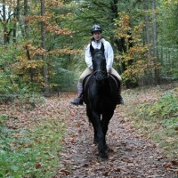 paard2.jpg